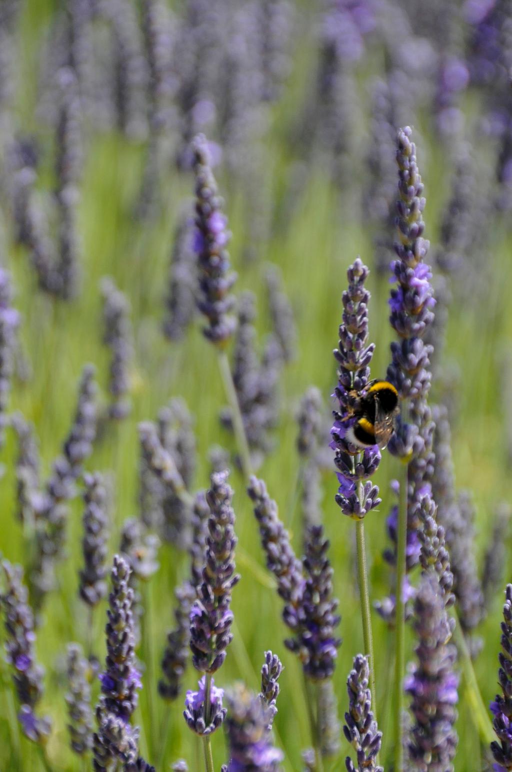 CAMPOS DE LAVANDA, LAVANDN Y ESPLIEGO