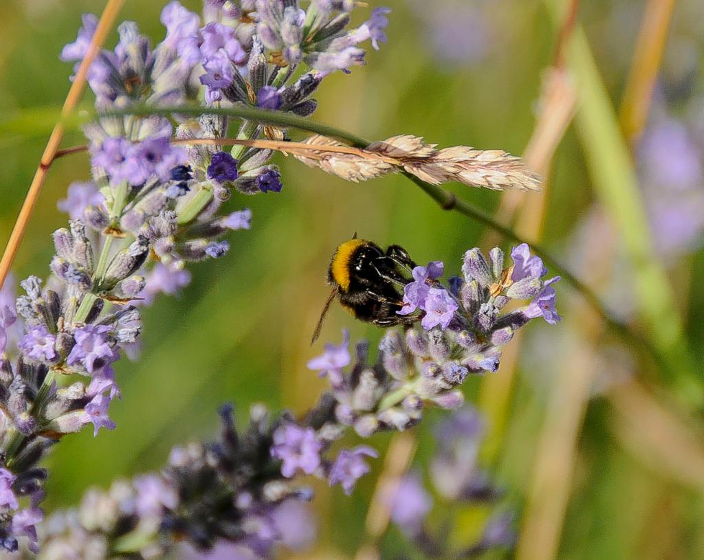 CAMPOS DE LAVANDA, LAVANDN Y ESPLIEGO