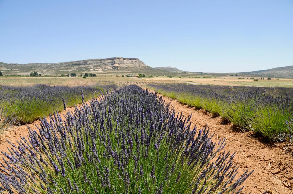 CAMPOS DE LAVANDA, LAVANDN Y ESPLIEGO