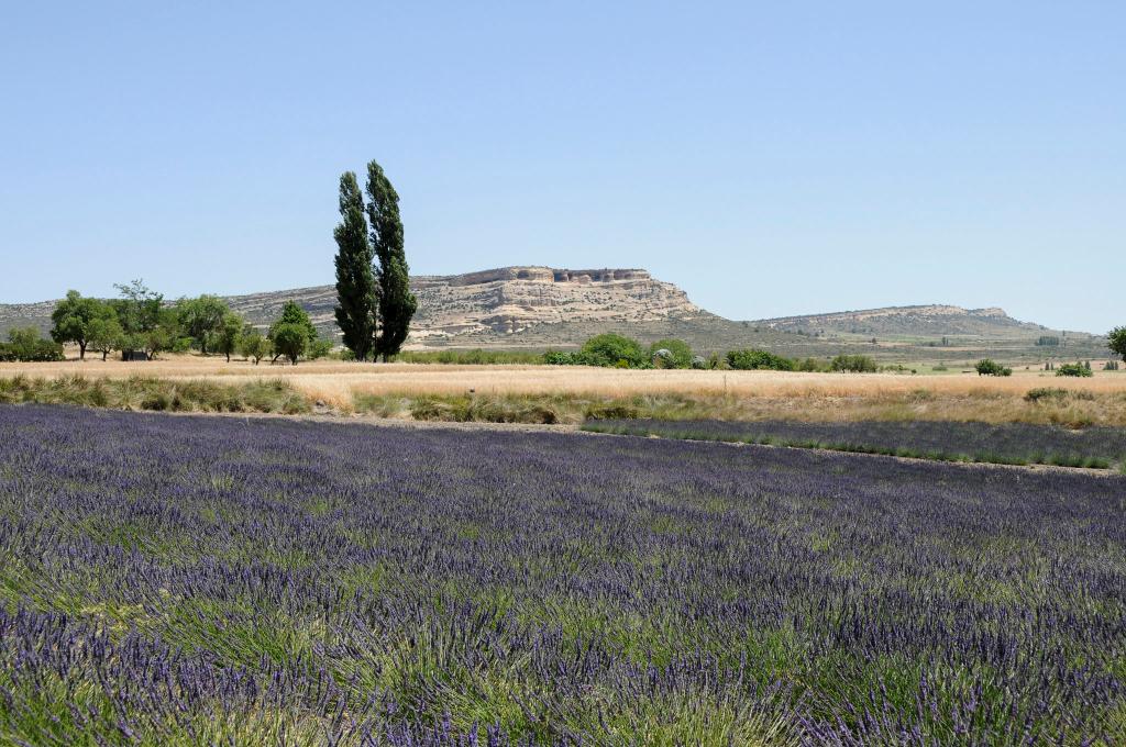 CAMPOS DE LAVANDA, LAVANDN Y ESPLIEGO