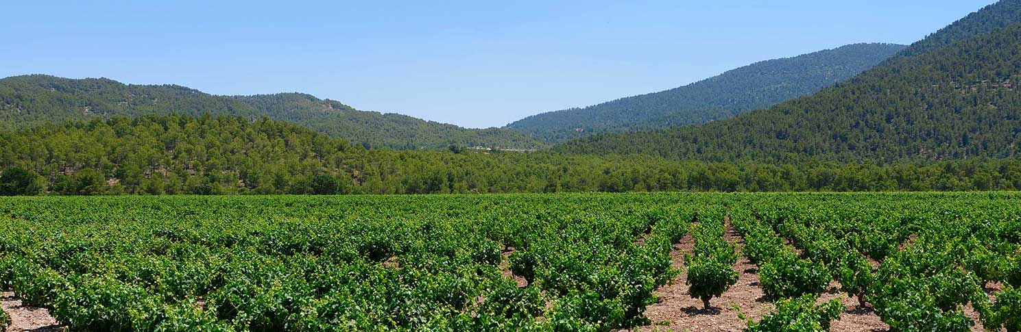 VALLE DEL ACENICHE