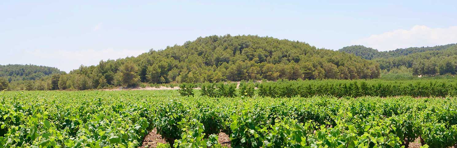 VALLE DEL ACENICHE