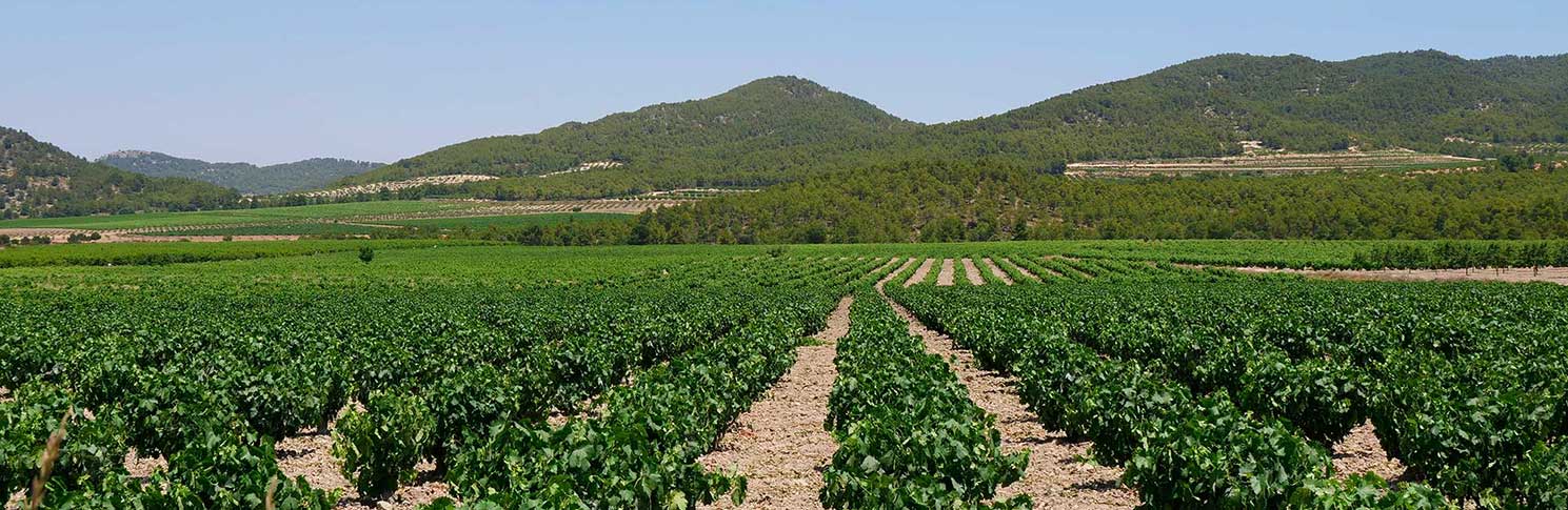 VALLE DEL ACENICHE