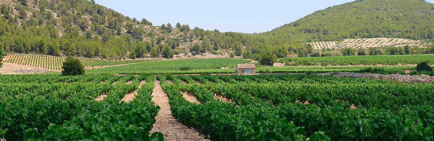 VALLE DEL ACENICHE