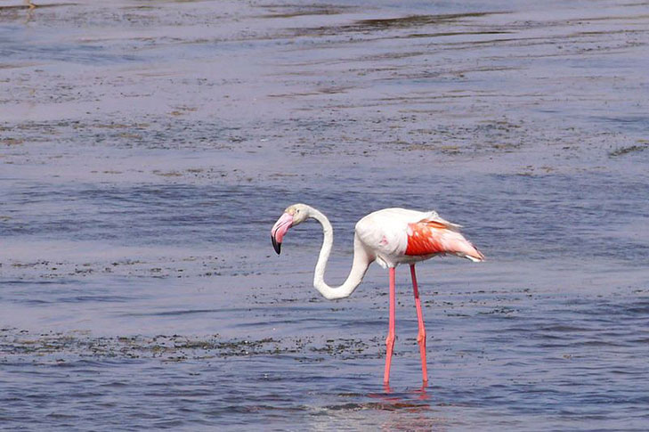 MARCHAMALO SALT FLATS