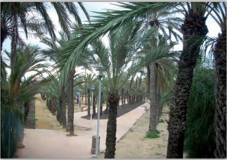 PALMENHAIN VON CABO DE PALOS