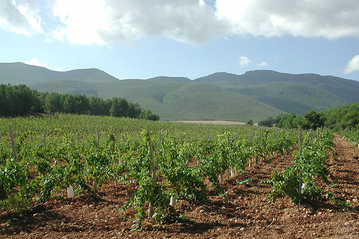 BODEGA TERCIA DE ULEA