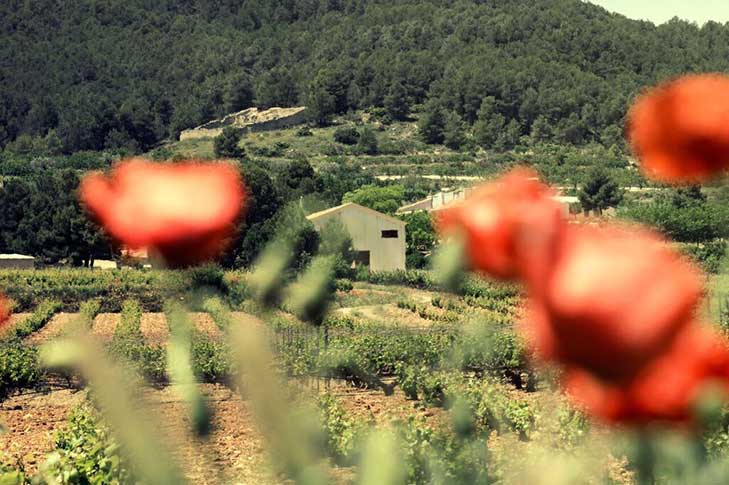 BODEGA BALCONA