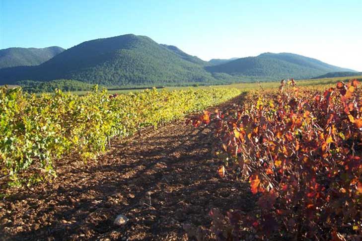 BODEGA BALCONA