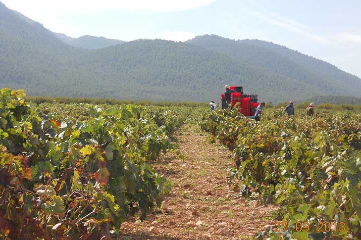 BODEGA BALCONA