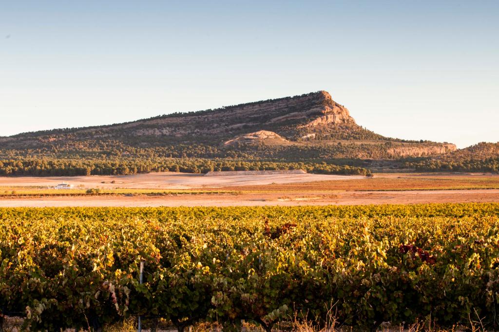 BODEGAS CONDE DE MONTORNS