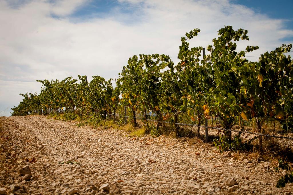 BODEGAS CONDE DE MONTORNS