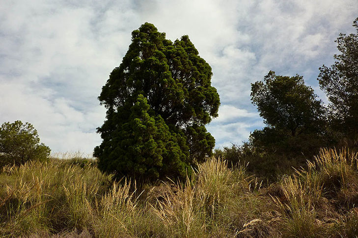 SENTIER LLANO DEL BEAL