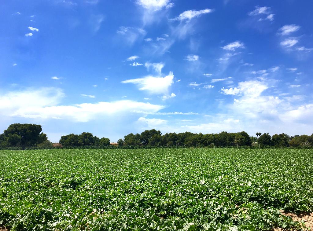 GREEN ROUTE. FROM THE SEED TO THE DISH