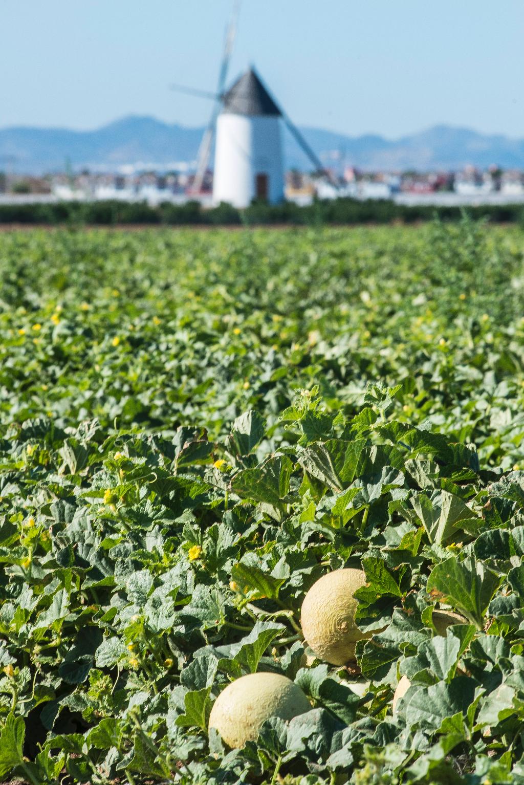 GREEN ROUTE. FROM THE SEED TO THE DISH