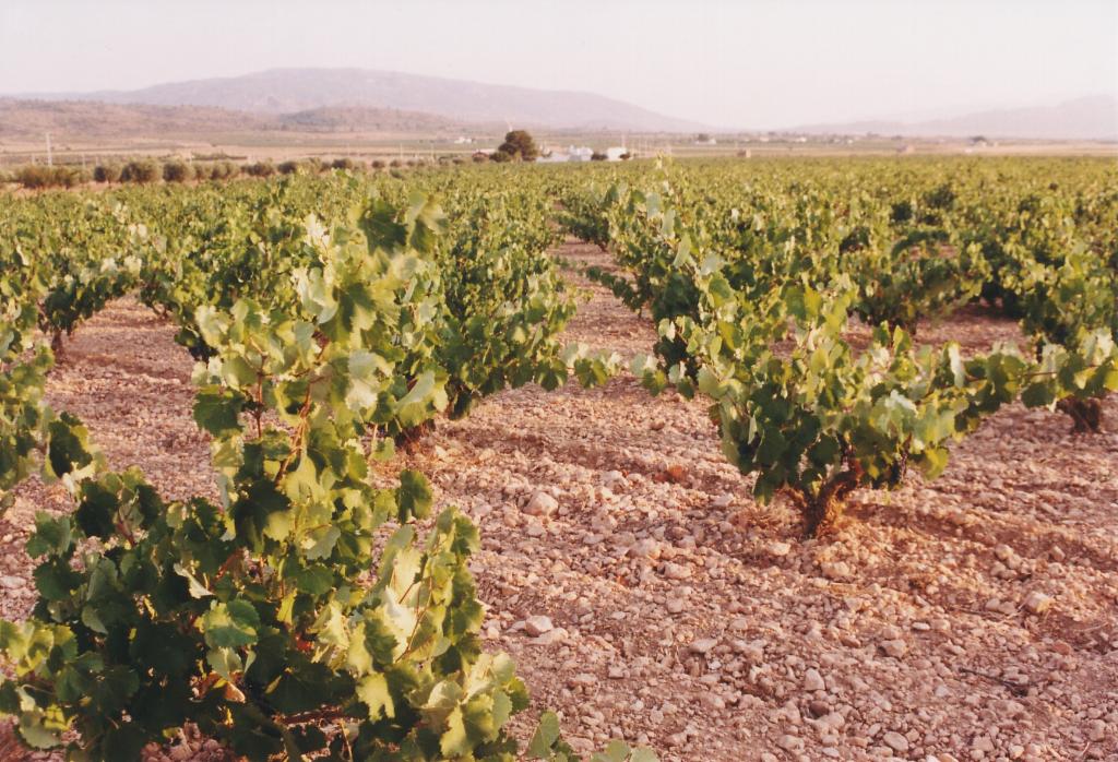 BODEGAS Y VIEDOS EVINE