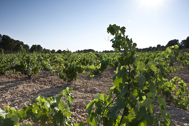 BODEGAS CASTAO