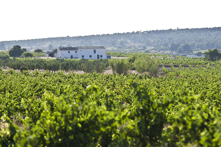 BODEGAS CASTAO