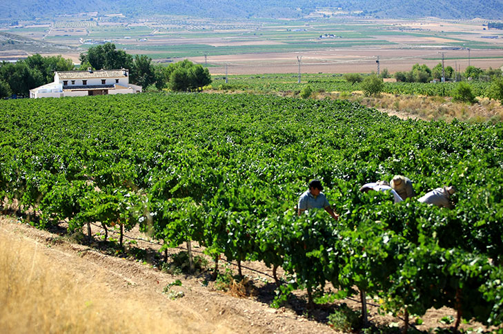 BODEGAS CASTAO