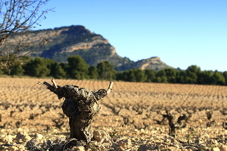 BODEGAS CASTAO