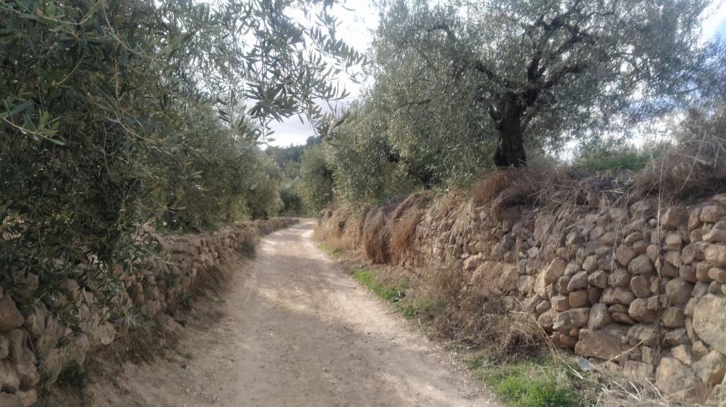 SENDERISMO EN FAMILIA COLLADO DEL RINCN (5 KM)