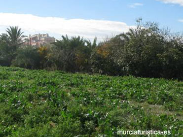 MERENDERO EL MOCHUELO